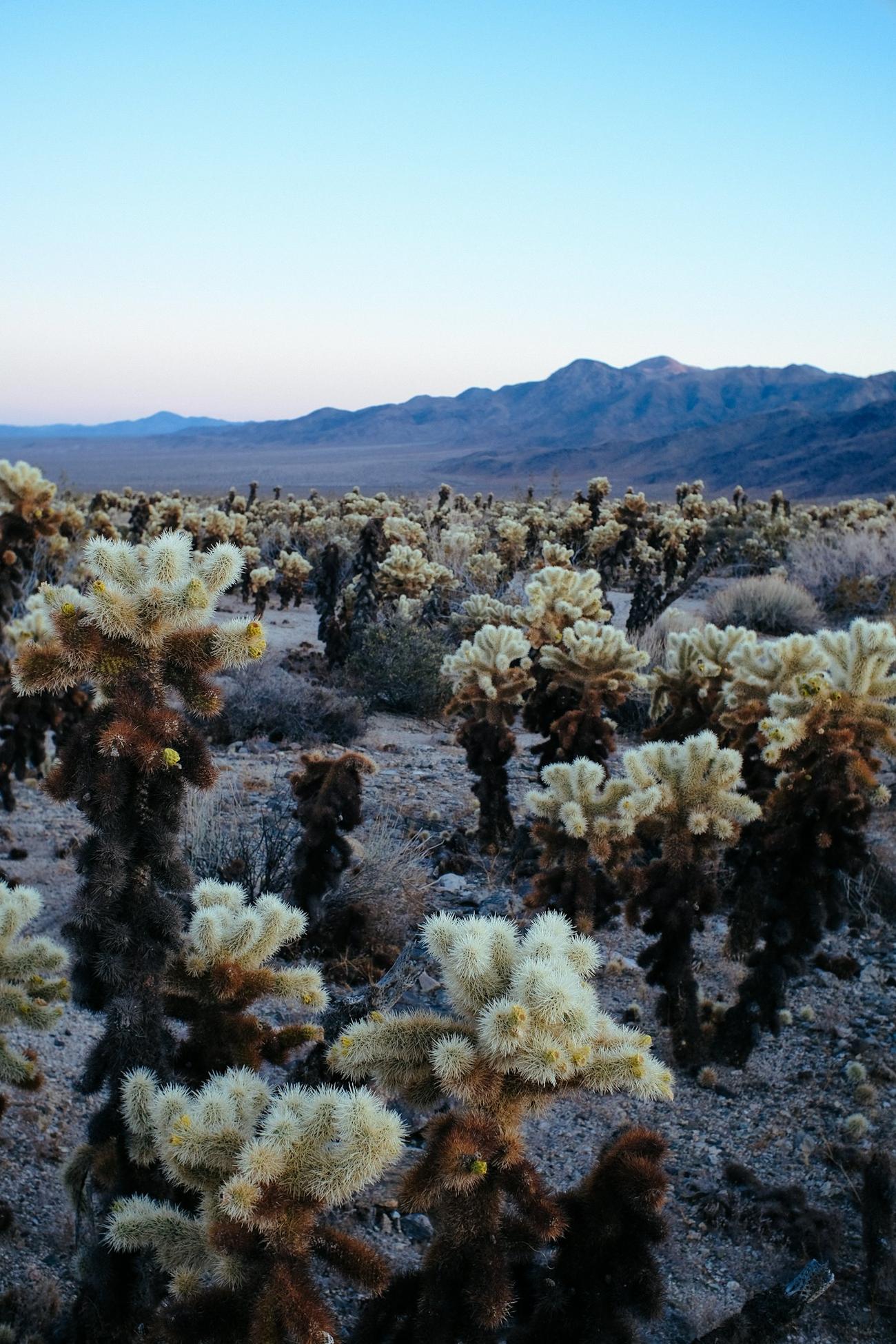 Cholla cactus glowing in low light with mountains behind