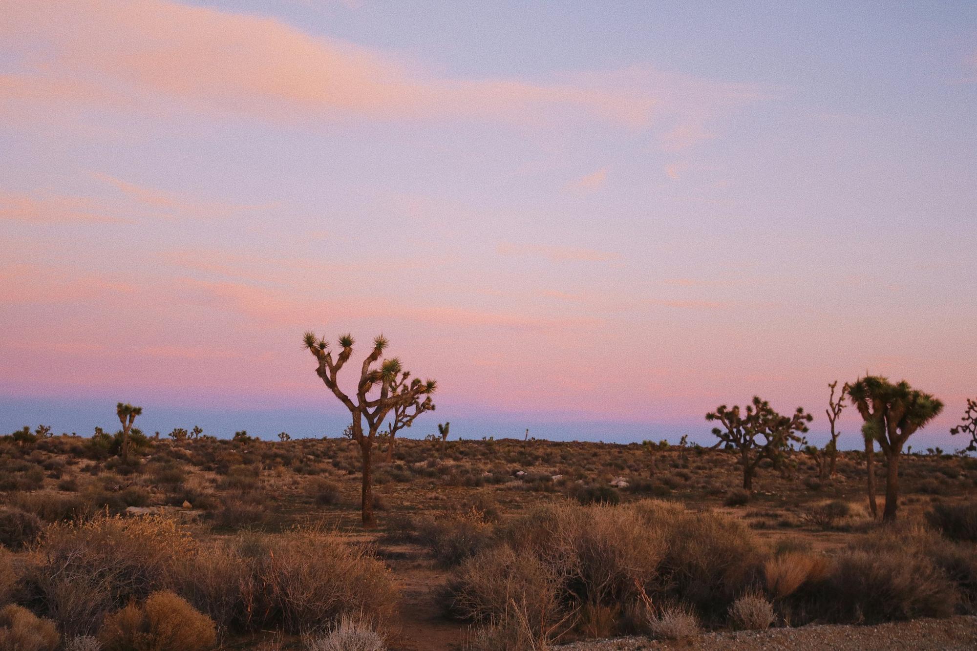 A Joshua tree on an open desert plain under a pink dusk sky